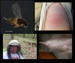 Black Fly Action Committee